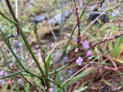 Verbena officinalis, photographed by Caleb Catto
