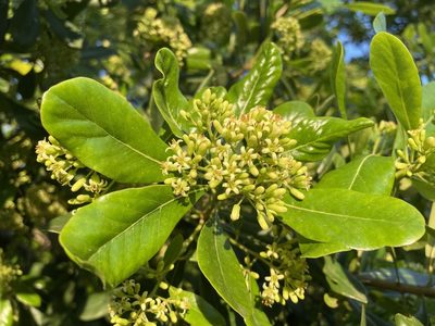 Pittosporum viridiflorum, photographed by Robert Taylor