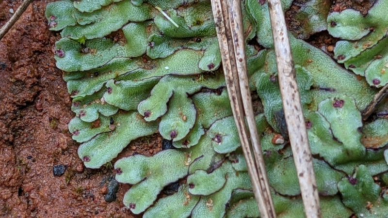 Marchantia inflexa, photographed by Joseph Aubert