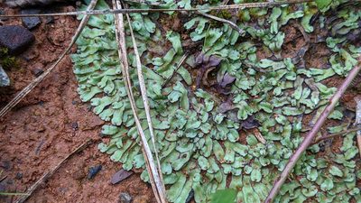 Marchantia inflexa, photographed by Joseph Aubert