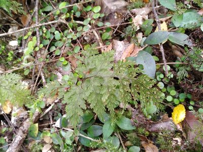 Hymenophyllum scabrum, photographed by Leon Perrie