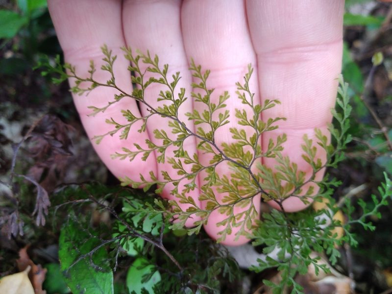 Hymenophyllum bivalve, photographed by Leon Perrie