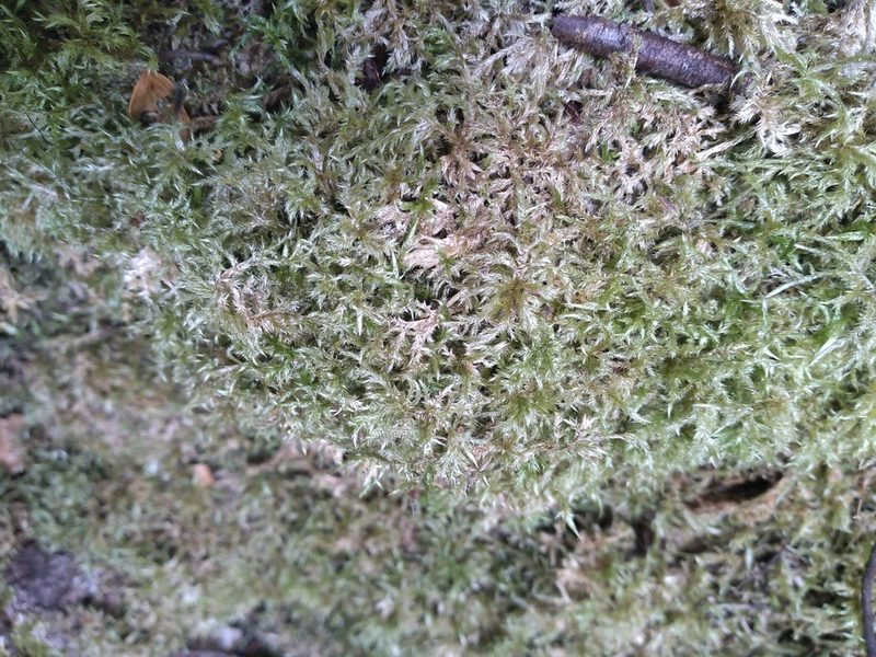 Wijkia extenuata, photographed by Leon Perrie