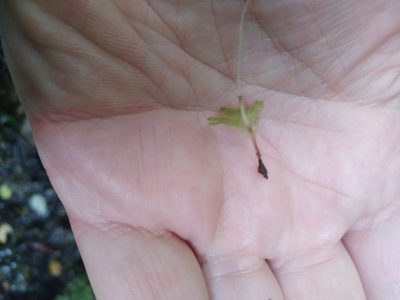 Symphyogyna hymenophyllum, photographed by Leon Perrie