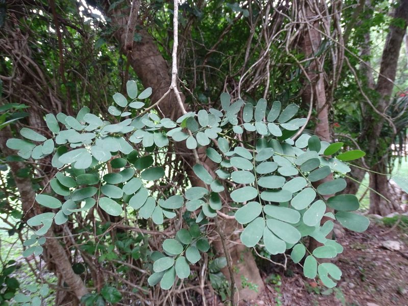Diphysa americana, photographed by Alexis López Hernández