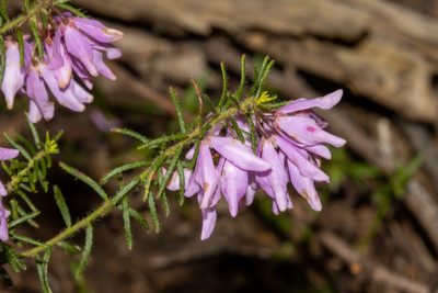 Tetratheca pilosa, photographed by T. Hammer