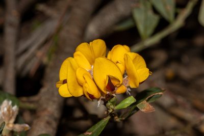 Pultenaea daphnoides, photographed by T. Hammer