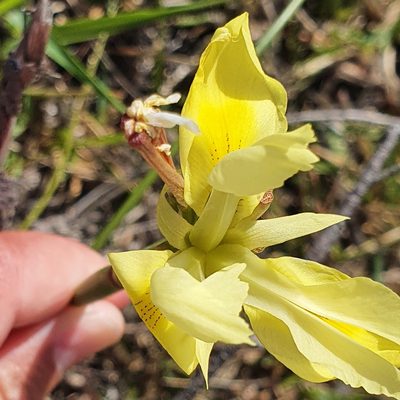 Moraea neglecta, photographed by Corli du Toit Smith
