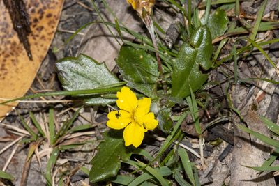 Goodenia blackiana, photographed by T. Hammer