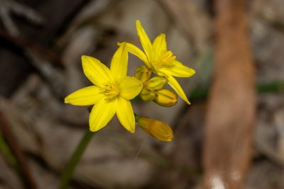 Bulbine bulbosa, photographed by T. Hammer
