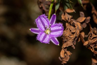 Thysanotus patersonii, photographed by T. Hammer