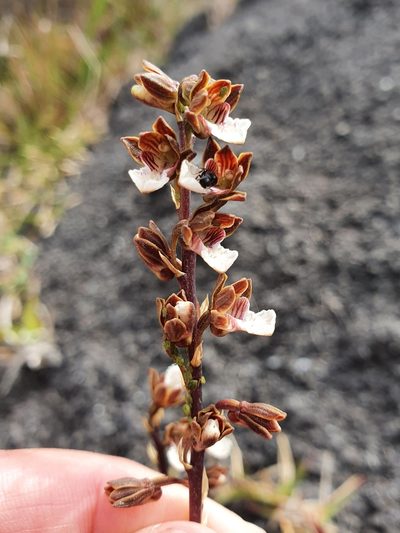 Eulophia micrantha, photographed by Corli du Toit Smith