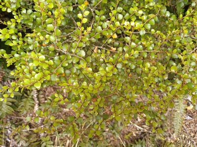 Nothofagus menziesii, photographed by Leon Perrie
