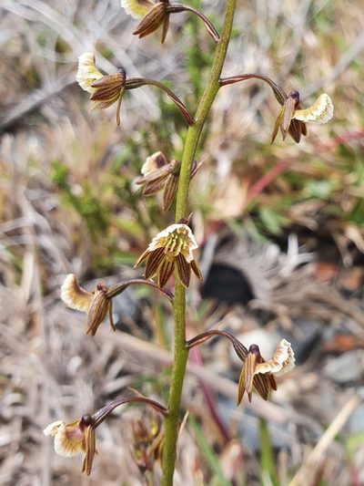 Eulophia bolusii, photographed by Corli du Toit Smith
