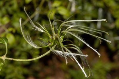 Clematis microphylla, photographed by T. Hammer