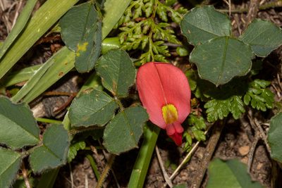 Kennedia prostrata, photographed by T. Hammer