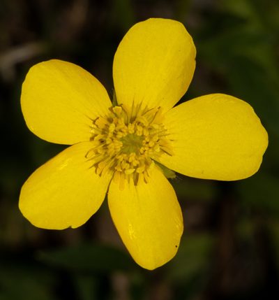 Ranunculus lappaceus, photographed by T. Hammer