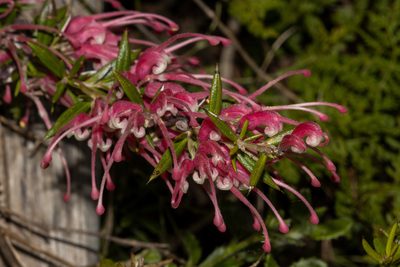 Grevillea lavandulacea, photographed by T. Hammer