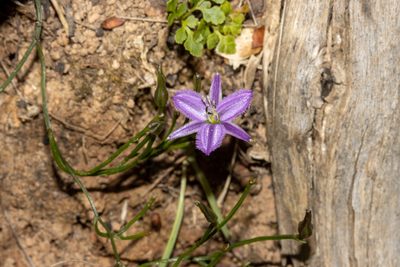 Thysanotus patersonii, photographed by T. Hammer