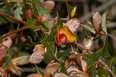 Bossiaea obtusangula, photographed by T. Hammer