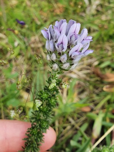 Aspalathus globulosa, photographed by Corli du Toit Smith