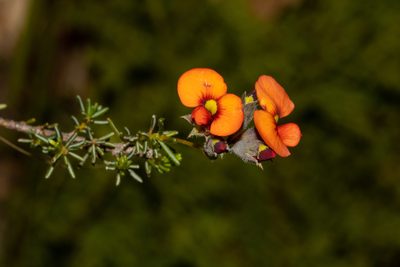 Dillwynia hispida, photographed by T. Hammer