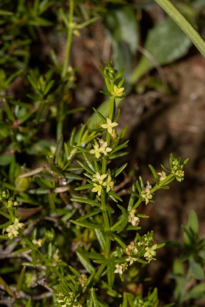 Galium gaudichaudii, photographed by T. Hammer