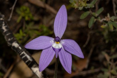 Caladenia major, photographed by T. Hammer