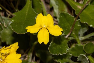 Goodenia blackiana, photographed by T. Hammer