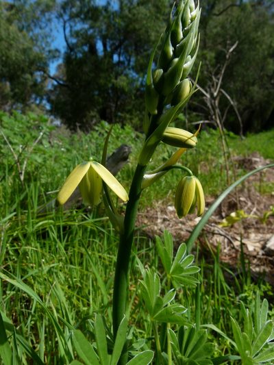 Albuca flaccida, photographed by botanygirl