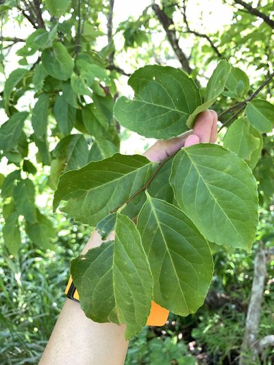 Ilex kusanoi, photographed by 呂一起(Lyu yi-chi)