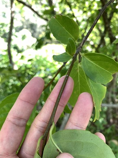 Ilex kusanoi, photographed by 呂一起(Lyu yi-chi)