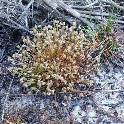 Centrolepis fascicularis, photographed by ronavery