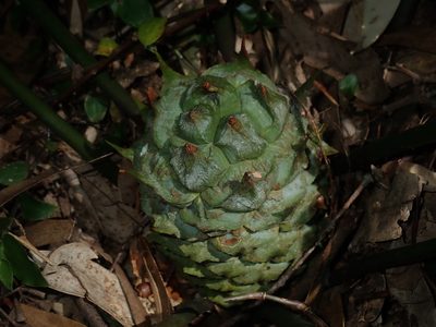 Macrozamia spiralis, photographed by Thomas Mesaglio