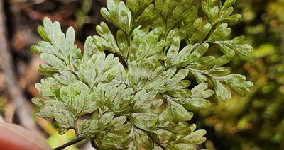 Hymenophyllum sanguinolentum, photographed by Katie Jenkins