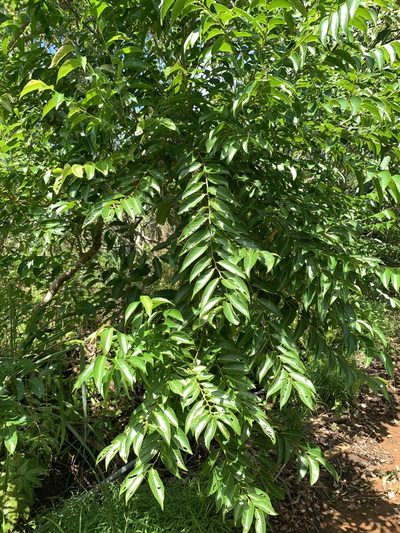 Glochidion lanceolatum, photographed by 呂一起(Lyu yi-chi)