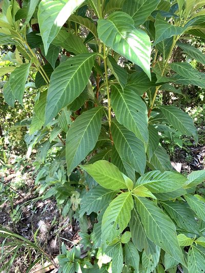 Wendlandia luzoniensis, photographed by 呂一起(Lyu yi-chi)