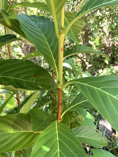 Wendlandia luzoniensis, photographed by 呂一起(Lyu yi-chi)