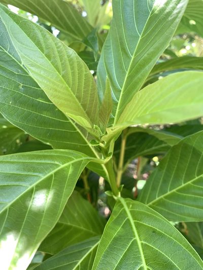 Wendlandia luzoniensis, photographed by 呂一起(Lyu yi-chi)