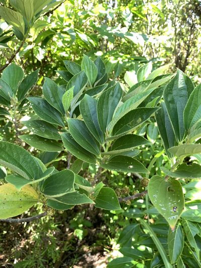 Leucosyke quadrinervia, photographed by 呂一起(Lyu yi-chi)