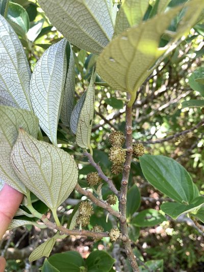 Leucosyke quadrinervia, photographed by 呂一起(Lyu yi-chi)
