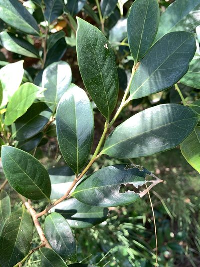 Distylium racemosum, photographed by 呂一起(Lyu yi-chi)