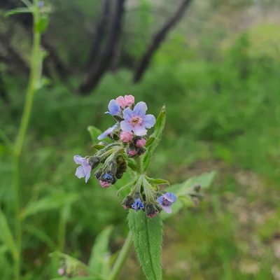 Cynoglossum australe, photographed by Claudia Schipp