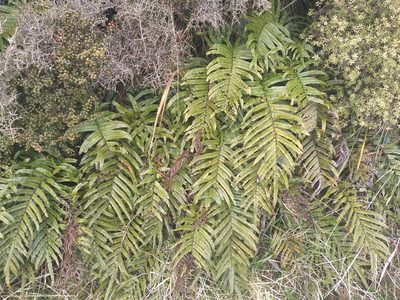 Parablechnum montanum, photographed by Leon Perrie