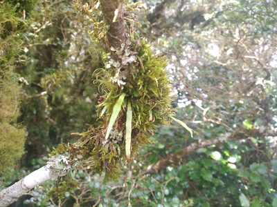 Notogrammitis angustifolia, photographed by Leon Perrie