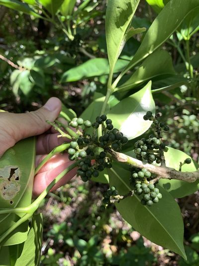Melicope triphylla, photographed by 呂一起(Lyu yi-chi)