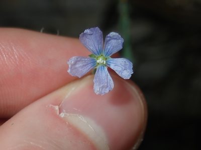 Linum marginale, photographed by Thomas Mesaglio