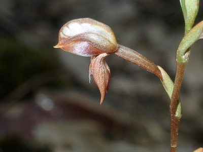 Pterostylis rufa, photographed by Thomas Mesaglio