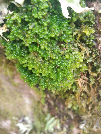 Distichophyllum pulchellum, photographed by Leon Perrie
