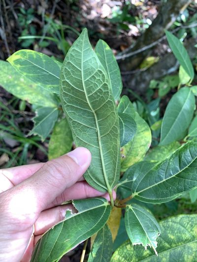 Ficus pedunculosa, photographed by 呂一起(Lyu yi-chi)